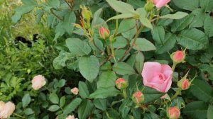 Роза Пастелла в Подмосковье