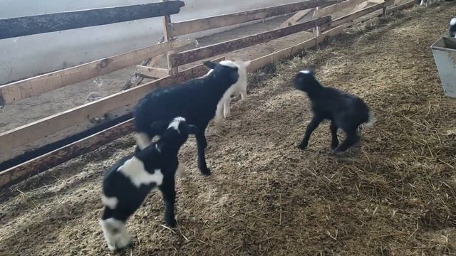 Ягнята 2022. Будни ягнят. Помеси дорпера, суффолк, романовской, катумской. смотреть онлайн