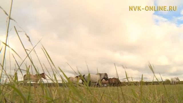 Сылгыһыттарга анал үөрэх кииннэрэ арыллыахтара смотреть онлайн