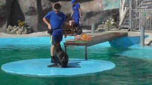 МОРСКИЕ КОТИКИ* ЗООПАРК* ВЫСТУПЛЕНИЕ КОТИКОВ*