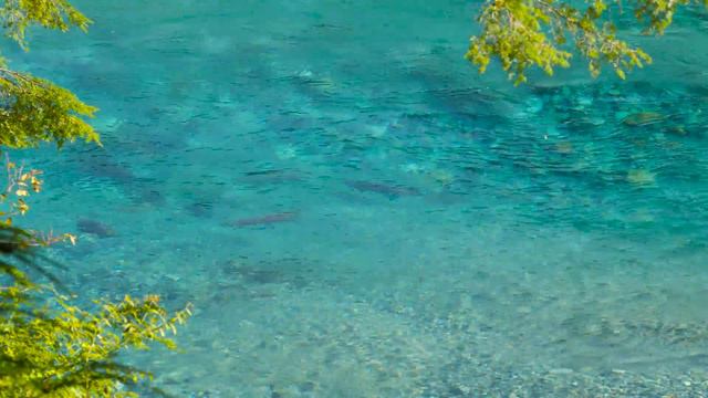 4K (Ultra HD) WATER - Relaxing River Scenery with Relaxing Sounds - Video Trailer #25 смотреть онлайн