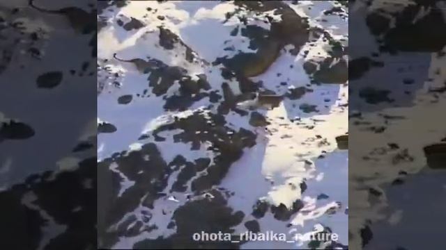 Снежный барс охотится на горного козла смотреть онлайн