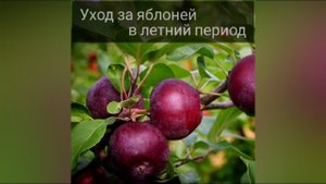Уход за яблоней в летний период.