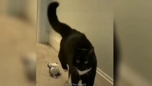 Забавные животные №62