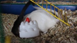 Сказка про хомяков от канала ХОМКИ. Хит 2018! a fairy tale about hamsters