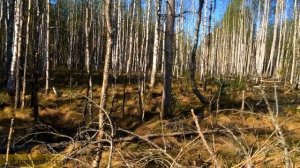 Гадюка обыкновенная. Как избежать укуса гадюки? О первой помощи в случае укуса змеи