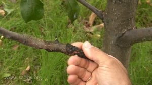 Лечим и удаляем больные ветки. Спасаем дерево в саду. Уход за плодовыми деревьями осенью. ©