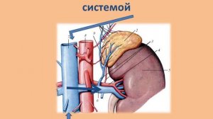 Как почки удаляют из организма вредные вещества