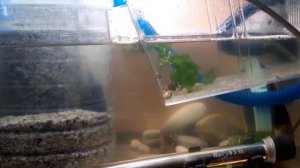 Мой первый морской аквариум. Палемон элегантный или Каменная креветка (Palaemon elegans)