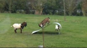 Бараны атакуют