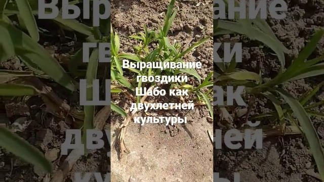 Выращивание гвоздики Шабо как двухлетней культуры