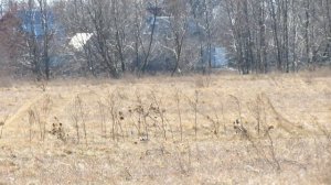 Ловля птиц тайником Коноплянка(реполов).Щеглы. Атака ястреба.