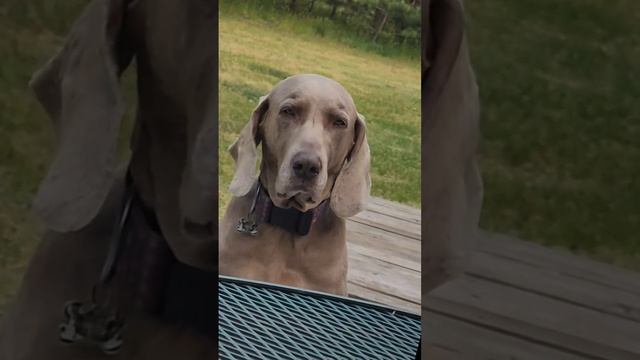 Sleepy Weim- #dogs #weimaraner