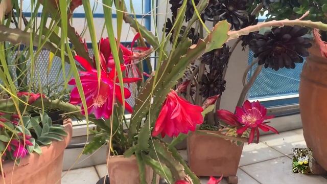 Эпифиллум лесной кактус. Как его зацвести. смотреть онлайн