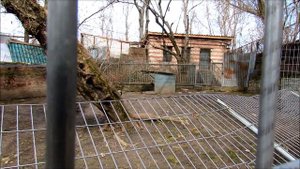 Шакал в Ростовском зоопарке. 10.04.21 г.