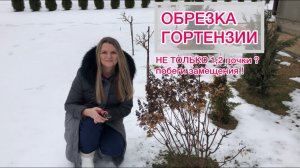 Обрезаю гортензию Пинки Винки |шестилетний куст |Оставляю побеги замещения | А есть и деревья ?
