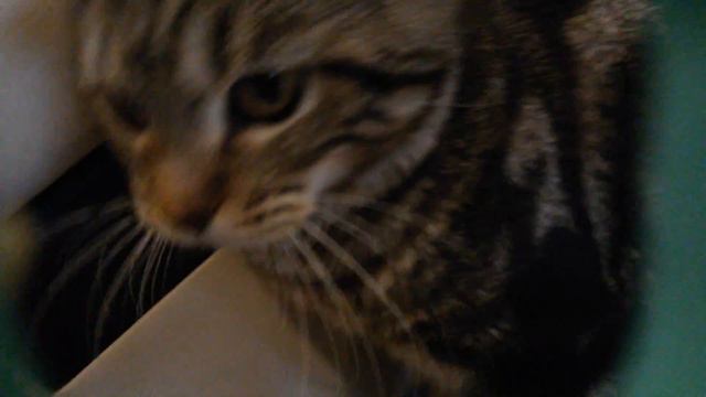 Уход за сирийскими хомяками смотреть онлайн