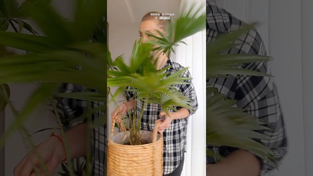 Не хочется ждать пока вырастет? Не ждите! Крупномеры в Жизнь Зелёных 👉 тг plantsnn #shorts #фикус