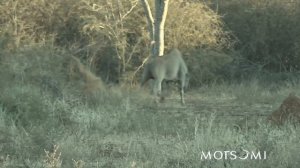 Motsomi Safaris Rifle Hunting Vicari