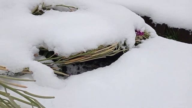 Обзор зимнего сада в ноябре #обзор смотреть онлайн