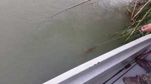 Снасти на амура ч.2 вываживание амура