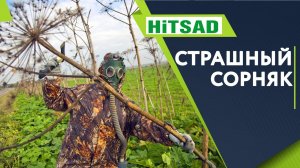 Срочно! Избавляемся От Борщевика Сосновского ✔️ Как вывести злостный сорняк  Советы От Хитсад ТВ