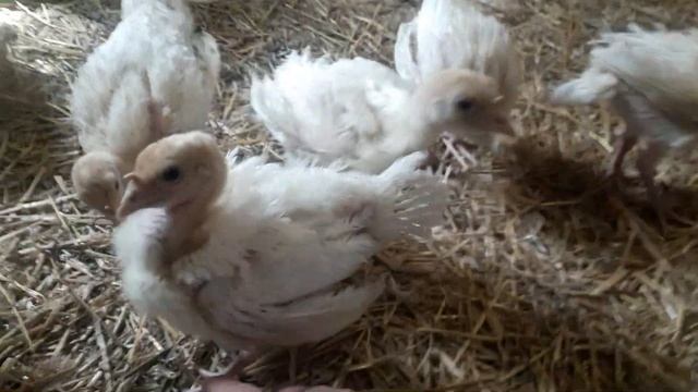 Продолжаем выращивать индюка биг6 нам 21 день. смотреть онлайн