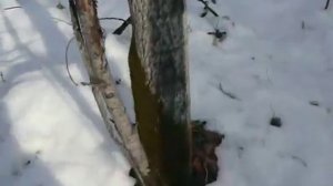 Ориентирование в тайге. Мох на осинах