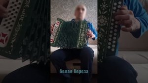 белая  береза на гармошке