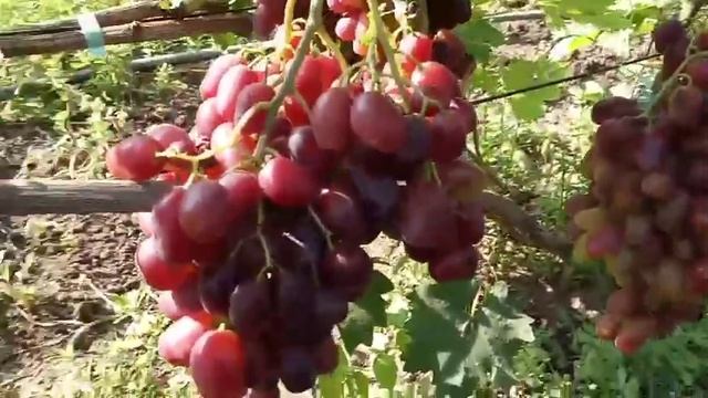 Сорта винограда Алекс на прививке ,Жарптица, Румейка, Перцовый красный, Найден 7 августа 2021.