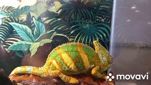 Выставка "Нашествие пауков и скорпионов" + рептилии смотреть онлайн