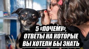 5 «почему», ответы на которые вы хотели бы знать, но забывали погуглить