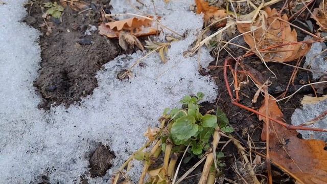 ЭТОТ ЦВЕТОК РАСТЁТ ДАЖЕ ПОД СНЕГОМ, ПОСАДИТЕ ЕГО ОБЯЗАТЕЛЬНО смотреть онлайн