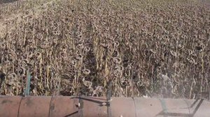 Комбайн Енисей950 Уборка Ароматик Подсолнечник