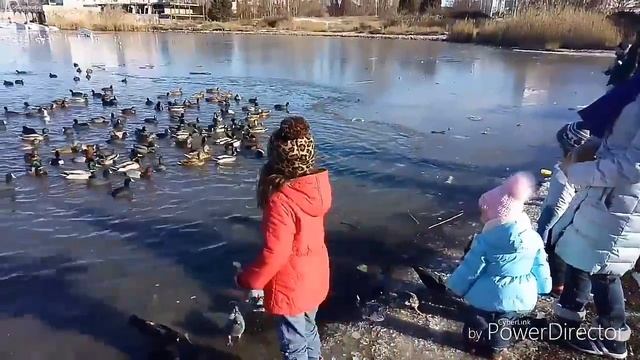 VLOG: пошли кормить уток и нашли лебедей ,Севастополь смотреть онлайн