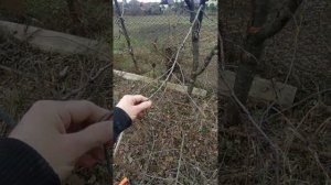 ОМОЛАЖИВАЕМ ВИШНЮ. ЧТО ДЕЛАТЬ?