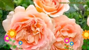 Роза миниатюрная Эвелин. Краткий обзор, описание характеристик, где купить саженцы Evelin