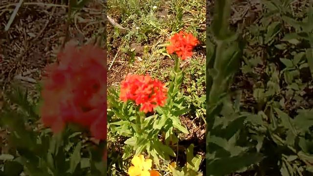 Лихнис халцедонский -звезды на земле!