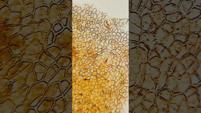 Have you ever seen lemon zest under the microscope? #short