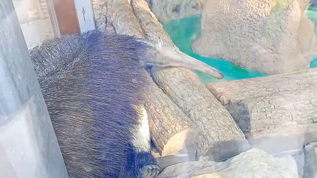 Московские Планетарий и Зоопарк. Вложек с Отпуска смотреть онлайн