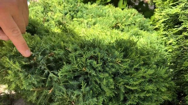 Аккумуляторные ножницы Stihl HSA 26 неотъемлемый помощник в саду смотреть онлайн