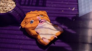 HAMSTER HELL 2 (18+)