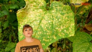 ЖЕЛТЕЮТ листья ОГУРЦОВ. Что делать? Причины пожелтения листа огурца.