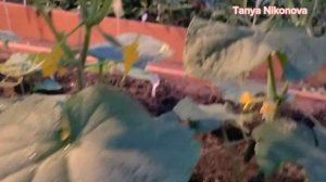 Первые огурчики в этом году. Победил огурец ШОША.