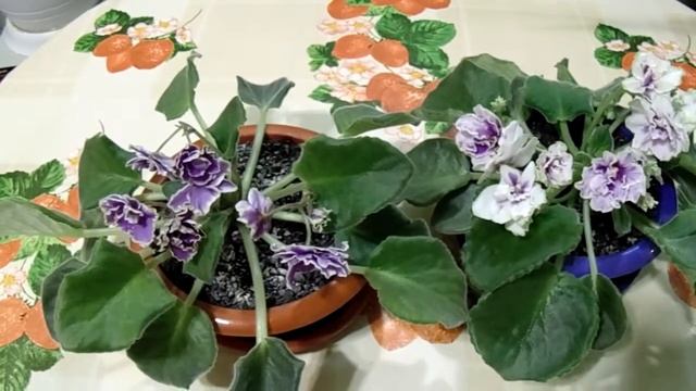 Почему фиалки выращены из одного листа по разному цветут? смотреть онлайн