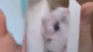 Sula новая реклама!!! ГИГАНСКАЯ упаковка