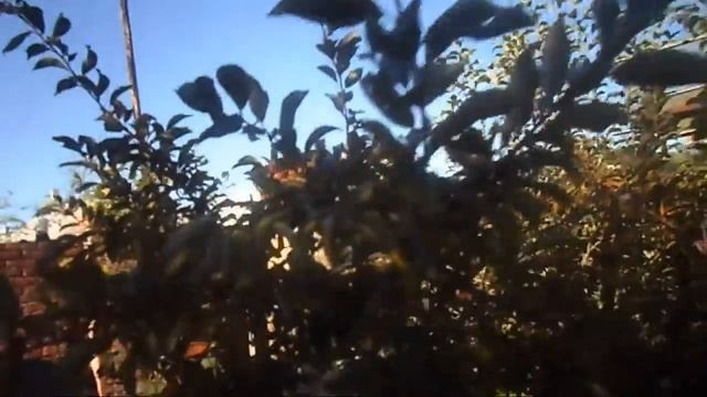 20. В. Железов. Урожай 2016. Народная селекция - персики, груши, сливы и др. смотреть онлайн