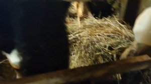 Моё содержание быков на мясо.