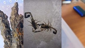 Скорпион Centruroides bicolor. Краткий обзор вида