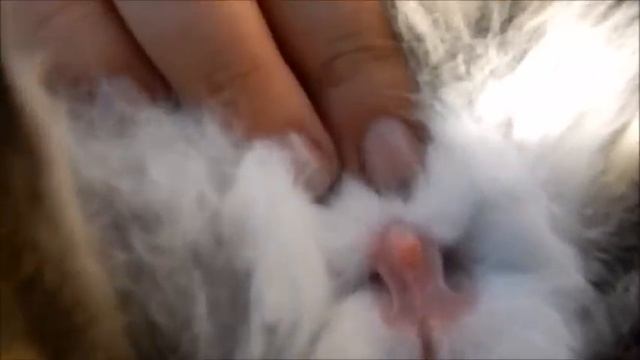 Как определить пол у кроликов.1,5 месяца смотреть онлайн